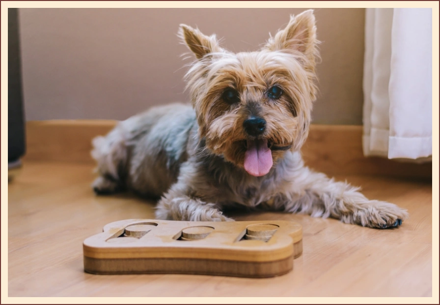 Authentic Pets Grossiste Animalier Bretagne Univers Du Chien1 Authentic Pets Grossiste Animalier Bretagne Univers Du Chien1