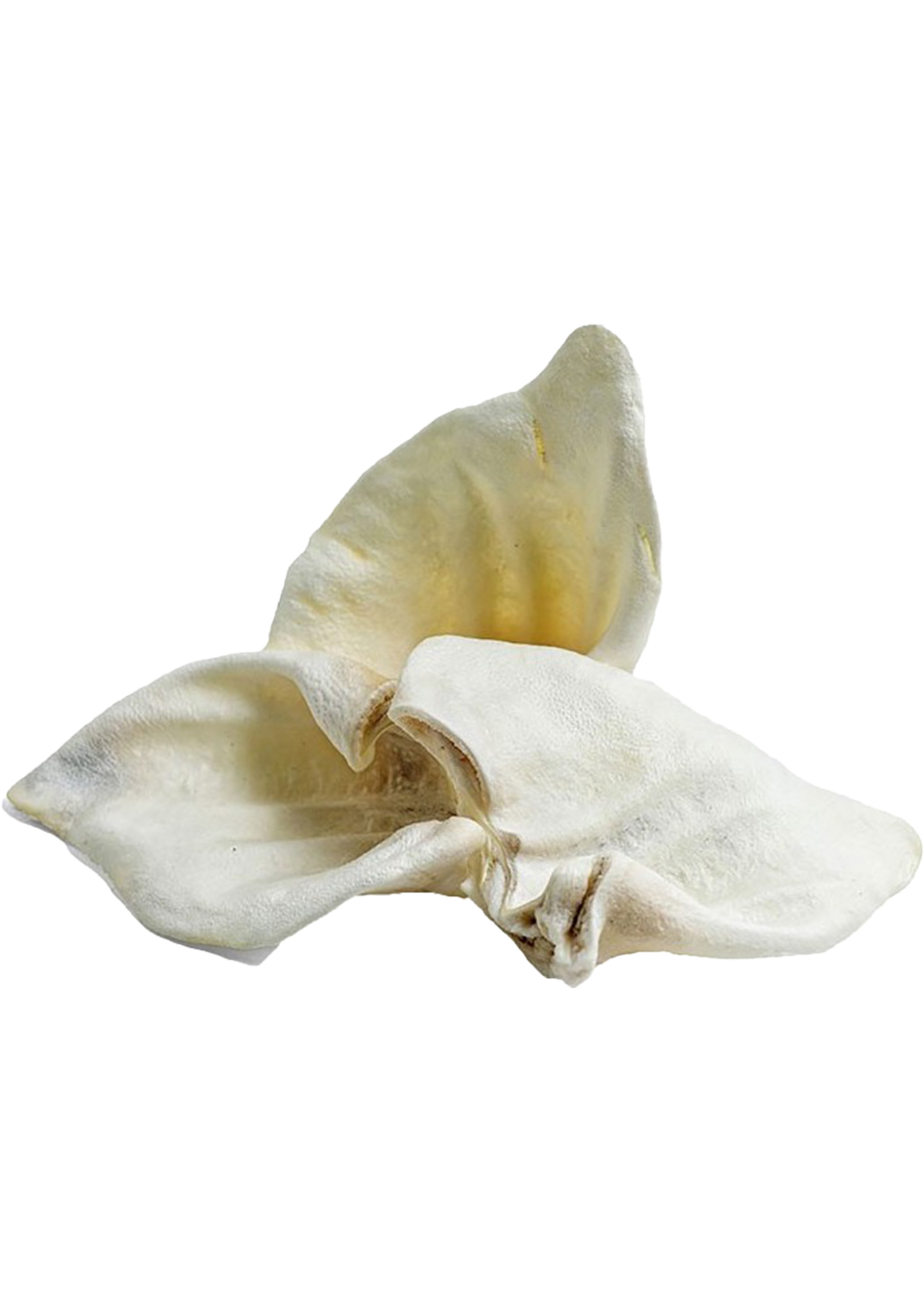 Authentic Pets Grossiste Animalier Bretagne Oreille Soufflee